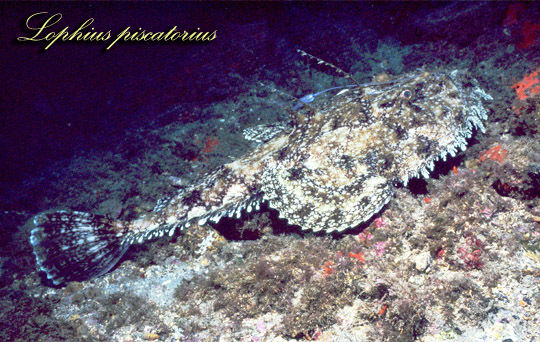 rana-pescatrice-lophius-piscatorius